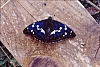 1994 049.jpg