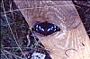 1994 050.jpg