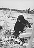 Thumbnail of 43dolore.jpg