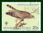 GUINE20.jpg (38131 byte)